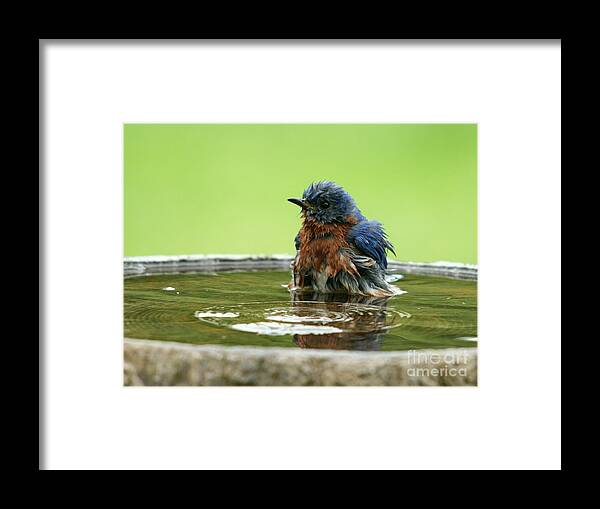 Nature Framed Print featuring the photograph Eastern Bluebird #4 by Jack R Brock