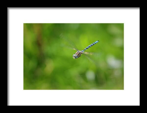 Dragonfly Framed Print featuring the photograph Emperor Dragonfly by Rick Deacon