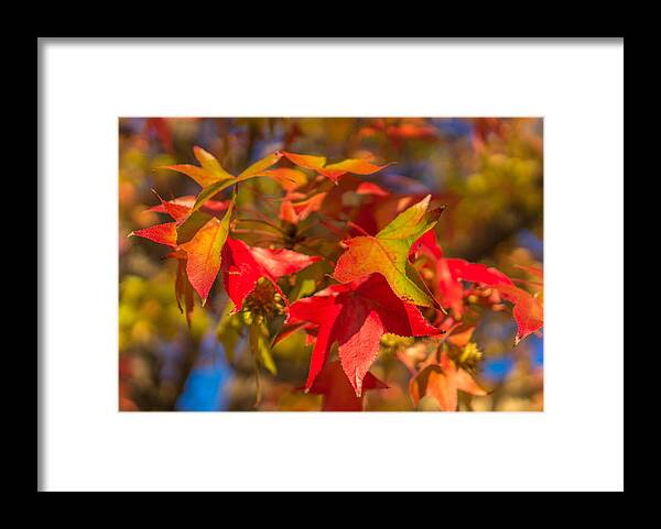Fall Framed Print featuring the photograph Fall foliage #4 by Asif Islam