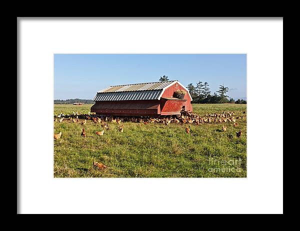 Chickens Framed Print featuring the photograph Free Range Chickens #4 by Inga Spence