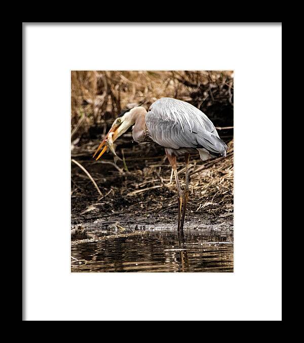 Great Blue Heron Framed Print featuring the photograph Great Blue Heron #5 by Ira Marcus