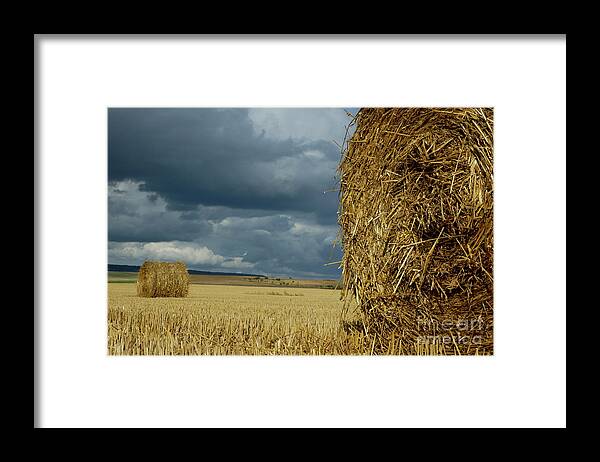 Agricultural Framed Print featuring the photograph Hay bales in harvested corn field #4 by Sami Sarkis