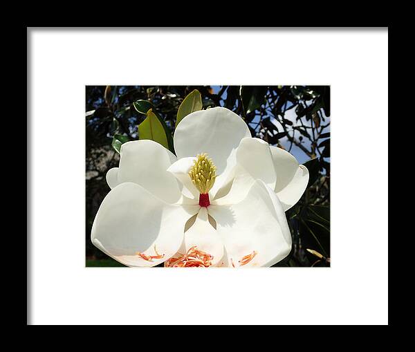 Magnolia Framed Print featuring the photograph Magnolia Blossom #4 by Farol Tomson