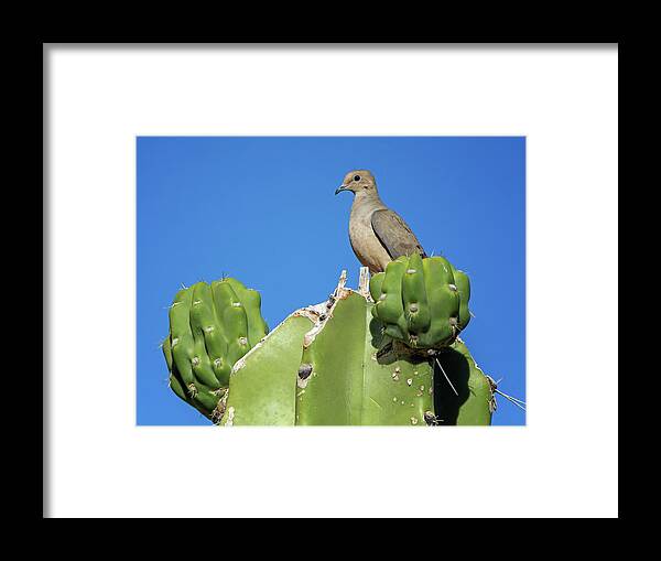 Mourning Framed Print featuring the photograph Mourning Dove #4 by Tam Ryan
