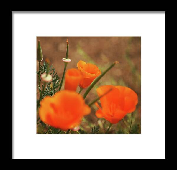 Poppies Framed Print featuring the photograph Springtime in the Desert by Matthew Urbatchka