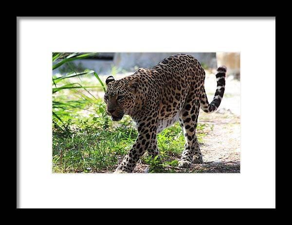 Leopard Framed Print featuring the photograph Naples FL #4 by Donn Ingemie
