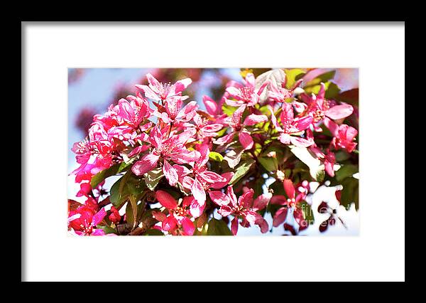 Pink Framed Print featuring the painting Pink cherry flowers #4 by Irina Afonskaya