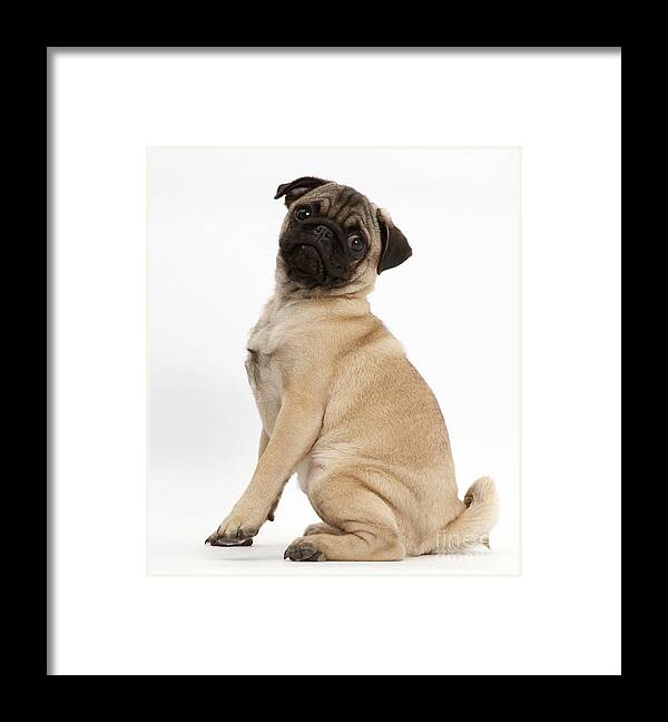 Nature Framed Print featuring the photograph Pug Puppy #4 by Mark Taylor