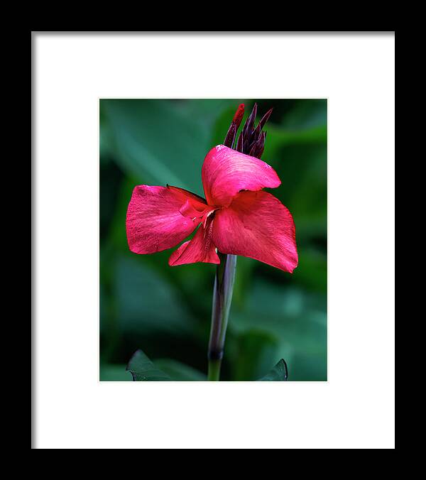 Flower Framed Print featuring the photograph Red Flower #4 by Robert Ullmann