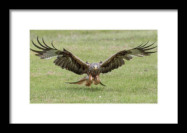 Red Framed Print featuring the photograph Red Kite #4 by Ian Hufton