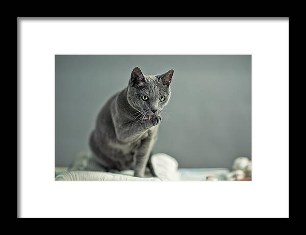 Catlick Framed Print featuring the photograph Russian Blue #4 by Nailia Schwarz