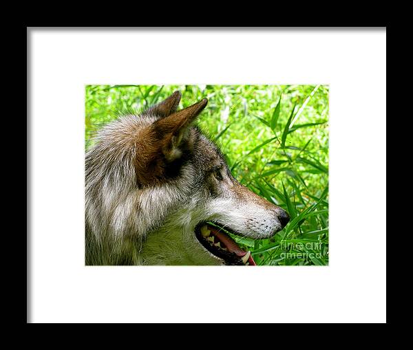 Wild Wolves Group A Framed Print featuring the photograph The Wild Wolve Group A #4 by Debra   Vatalaro
