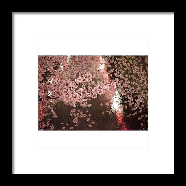 Tagforlikes Framed Print featuring the photograph Today's Cherry Blossoms
#l4l #love #4 by Yuka Uemura