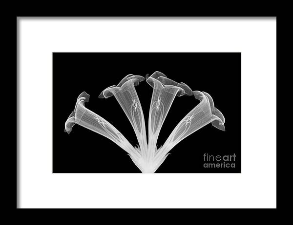 Plant Framed Print featuring the photograph Trumpet Vine, X-ray #3 by Ted Kinsman
