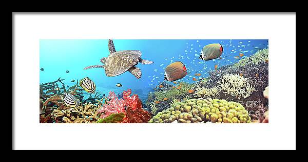 Butterflyfish Framed Print featuring the photograph Underwater panorama by MotHaiBaPhoto Prints