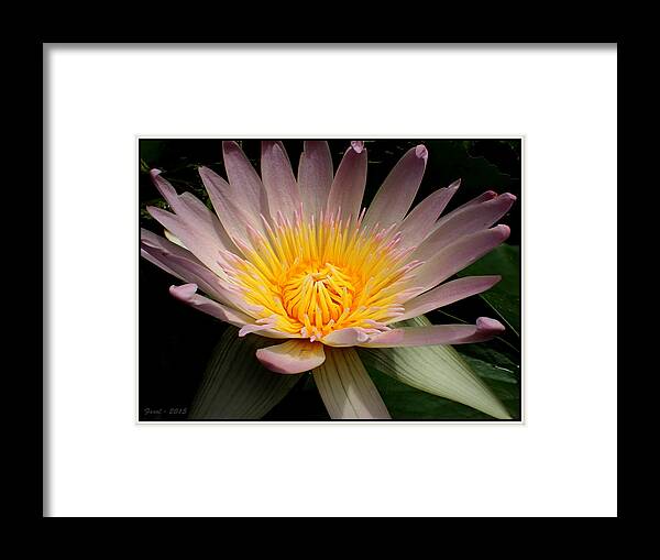 Nymphaeaceae Framed Print featuring the photograph Water Lily #4 by Farol Tomson