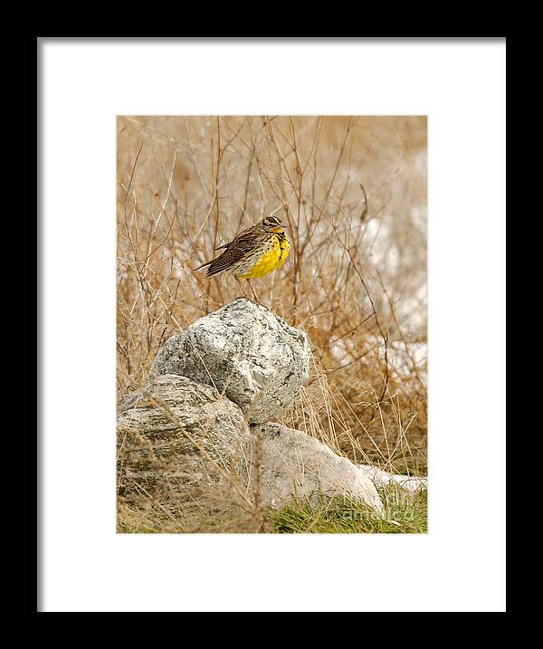 Bird Framed Print featuring the photograph Western Meadowlark #4 by Dennis Hammer