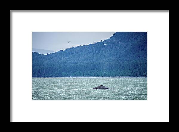 Tail Framed Print featuring the photograph Whale Watching On Favorite Channel Alaska #4 by Alex Grichenko