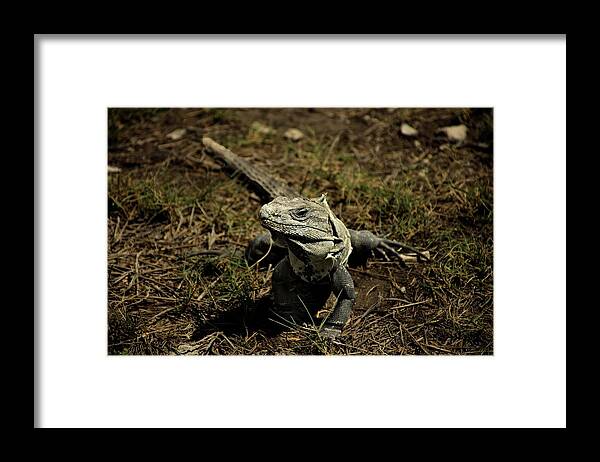 Wildlife Framed Print featuring the photograph Wildlife in Mexico #6 by Robert Grac