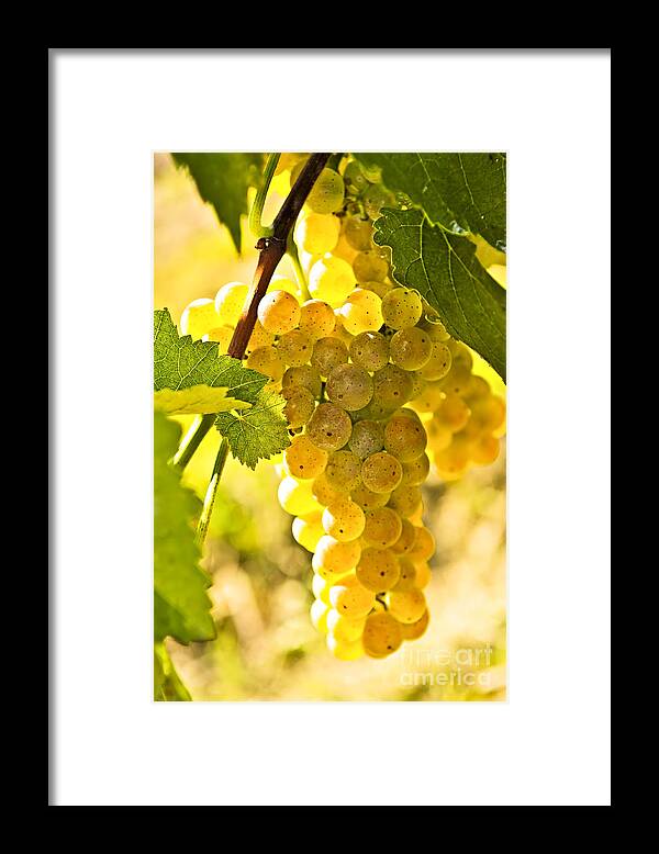 Green Framed Print featuring the photograph Yellow grapes 2 by Elena Elisseeva