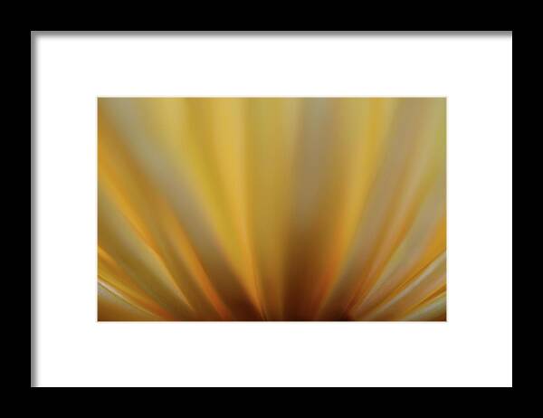 Photograph Framed Print featuring the photograph Yellow Mum Petals #4 by Larah McElroy