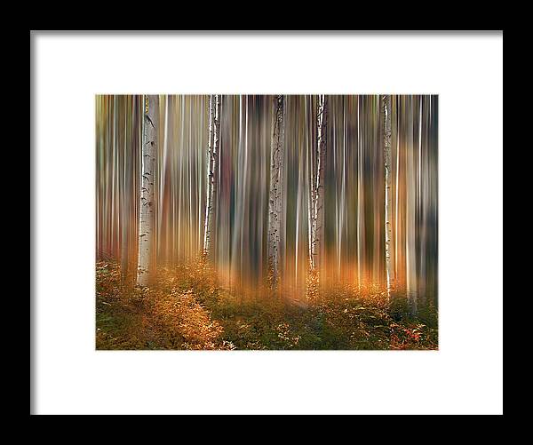 Trees Framed Print featuring the photograph 4497 by Peter Holme III
