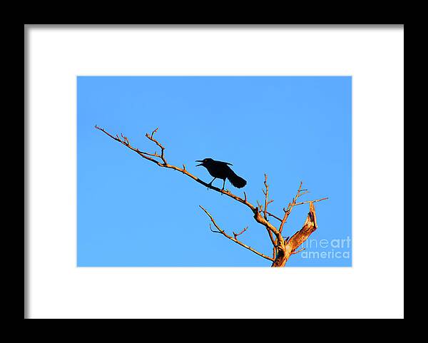  Framed Print featuring the photograph 47- Crow For Me by Joseph Keane