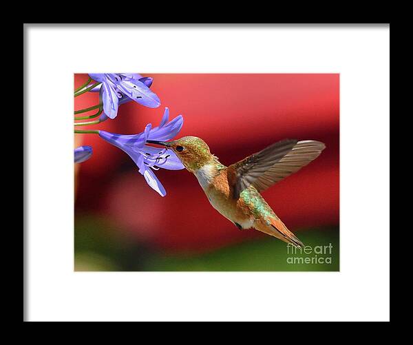 Hummingbird Framed Print featuring the photograph Hummingbird #49 by Marc Bittan