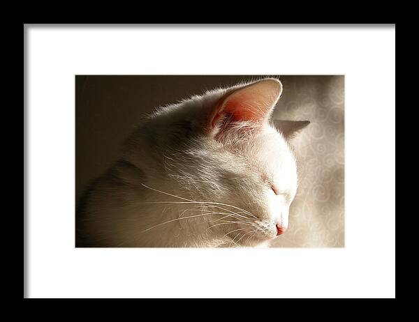 Cat Framed Print featuring the photograph Cat #499 by Jackie Russo