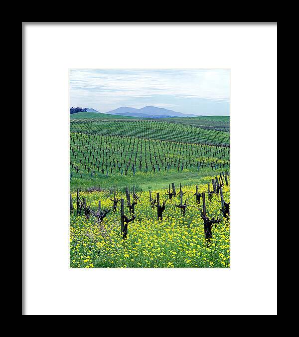 Mustard Framed Print featuring the photograph 4B6332 Mustard and Mt. Diablo by Ed Cooper Photography