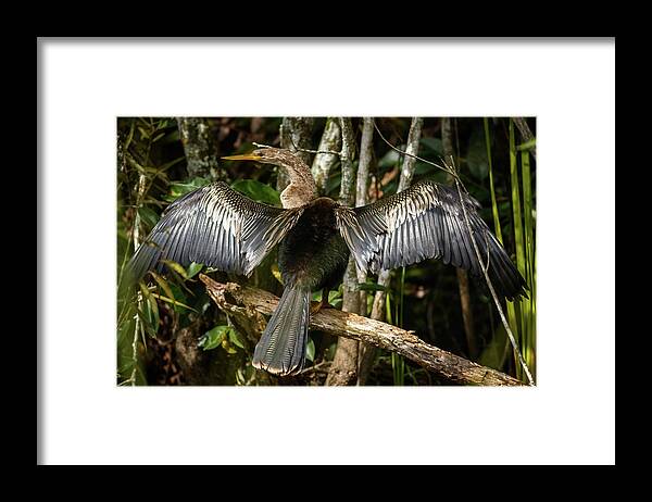 Bird Framed Print featuring the photograph Anhinga Shark Valley Everglades Florida by Adam Rainoff