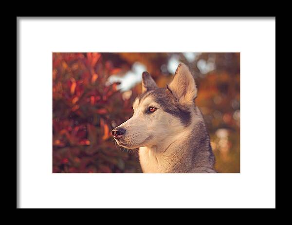 Animal Framed Print featuring the photograph Aurora #5 by Brian Cross