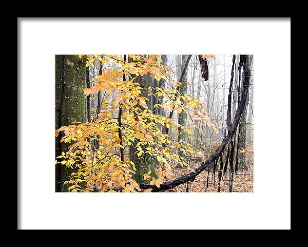 West Virginia Framed Print featuring the photograph Autumn Monongahela National Forest #34 by Thomas R Fletcher