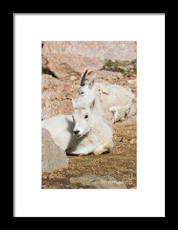 Goat Framed Print featuring the photograph Baby Mountain Goats on Mount Evans #5 by Steven Krull