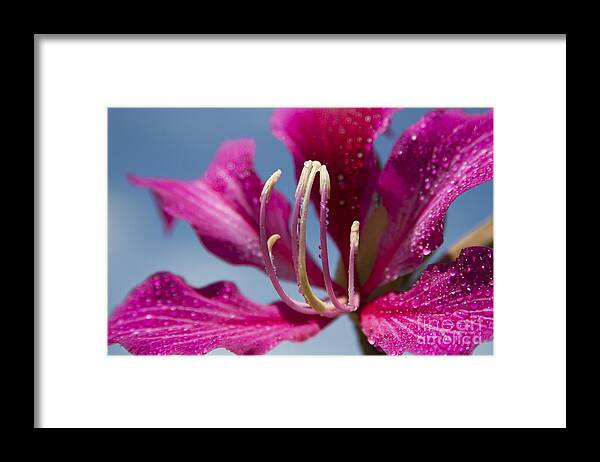 Bauhinia Purpurea Framed Print featuring the photograph Bauhinia Purpurea - Hawaiian Orchid Tree by Sharon Mau