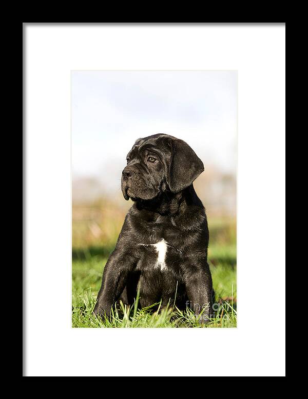 Animal Framed Print featuring the photograph Cane Corso #5 by Gerard Lacz