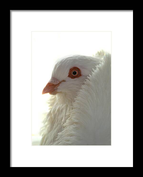 Pigeon Framed Print featuring the photograph Capuchin Pigeon #5 by Nathan Abbott