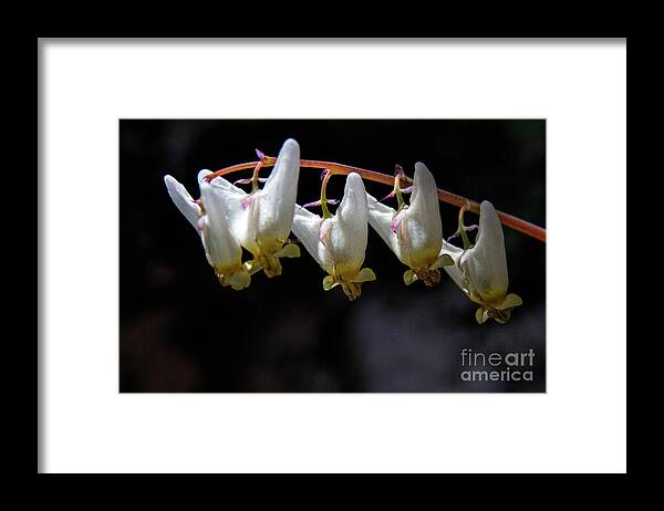 Ditchmans Britches Framed Print featuring the photograph 5 Dutchmans Britches by Barbara Bowen