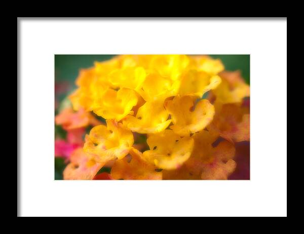 Flower Framed Print featuring the photograph Flower #5 by Sebastian Musial
