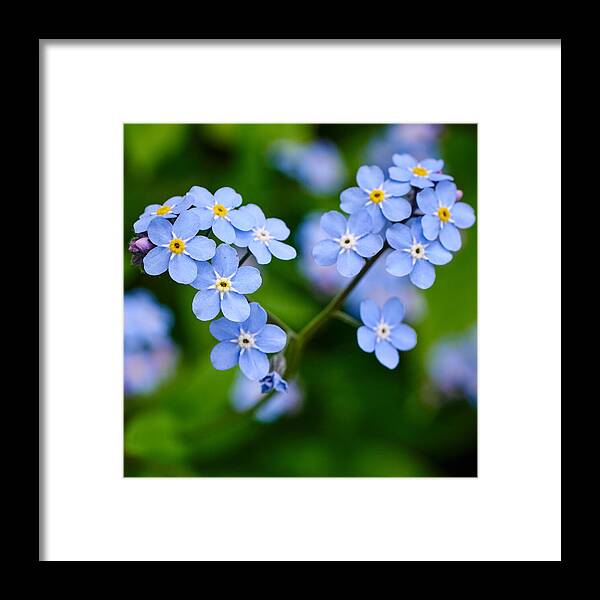 Finland Framed Print featuring the photograph The broken heart. Forget me not by Jouko Lehto
