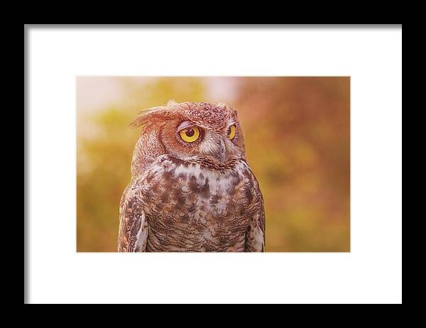 Animal Framed Print featuring the photograph Great Horned Owl #5 by Brian Cross