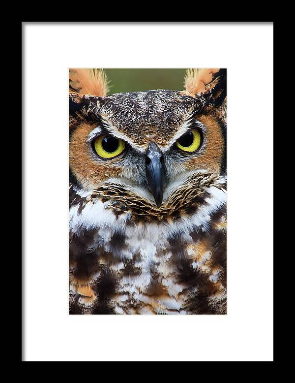 Great Framed Print featuring the photograph Great Horned Owl #5 by Jill Lang