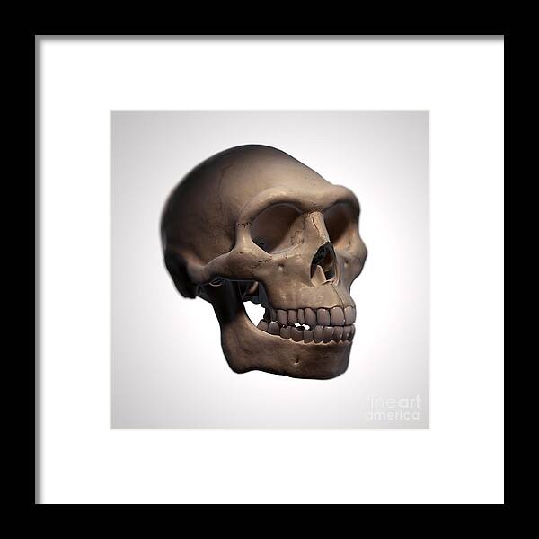 Digitally Generated Image Framed Print featuring the photograph Homo Erectus Skull #5 by Science Picture Co