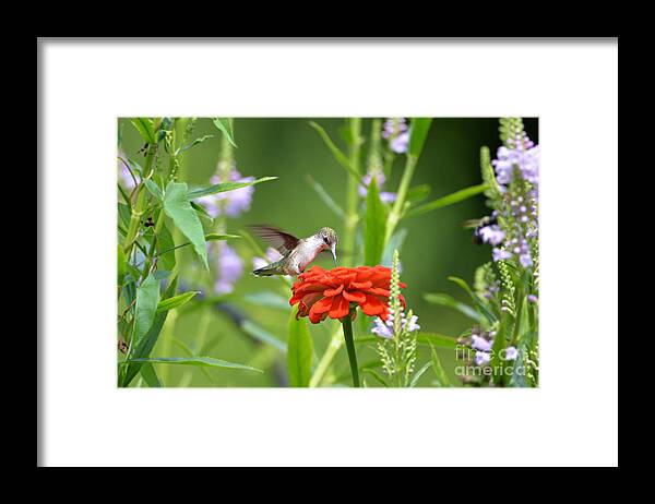 Humming Bird Framed Print featuring the photograph Humming Bird #5 by Lila Fisher-Wenzel