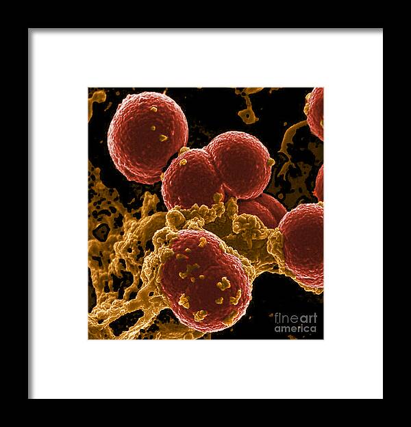 Microbiology Framed Print featuring the photograph Neutrophil Ingesting Mrsa Bacteria, Sem #5 by Science Source