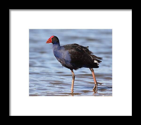 Water Bird Framed Print featuring the photograph Purple swamphen #5 by Masami Iida