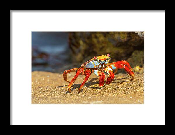 Galapagos Islands Framed Print featuring the photograph Sally Lightfoot crab on Galapagos Islands #5 by Marek Poplawski