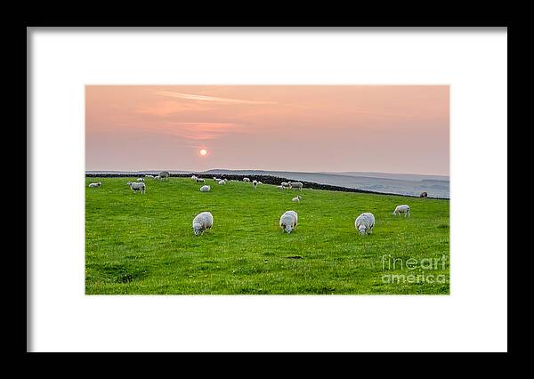 Airedale Framed Print featuring the photograph Sheep by Mariusz Talarek