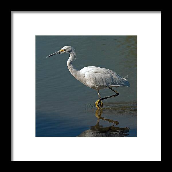 Snowy Egret Framed Print featuring the photograph Snowy Egret #5 by Tam Ryan