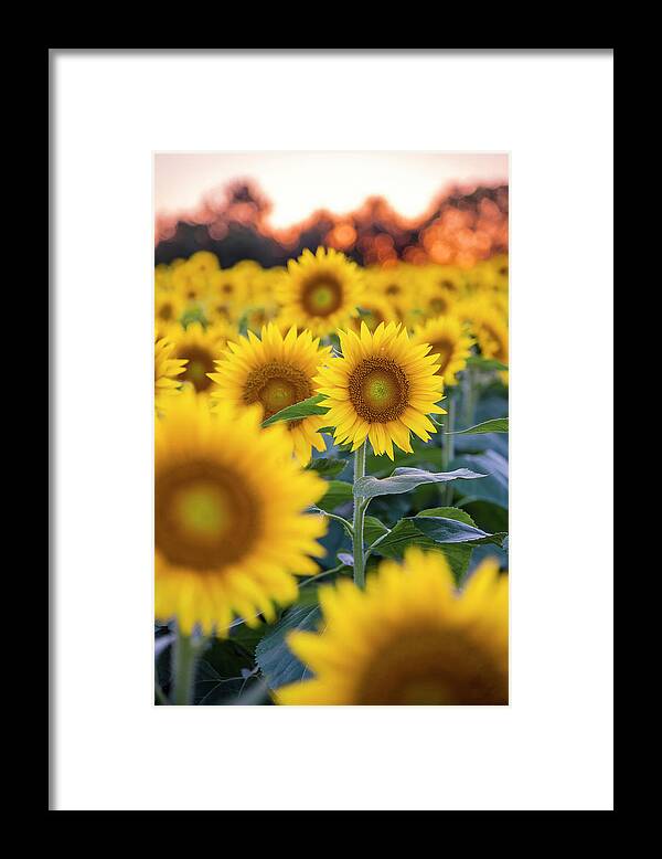 Ryan Heffron Framed Print featuring the photograph Sunflower Sunset #5 by Ryan Heffron